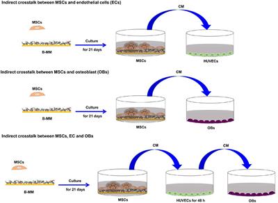 Osteoinductive Material to Fine-Tune Paracrine Crosstalk of Mesenchymal Stem Cells With Endothelial Cells and Osteoblasts